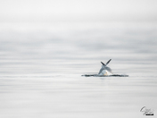 Between the Ripples
