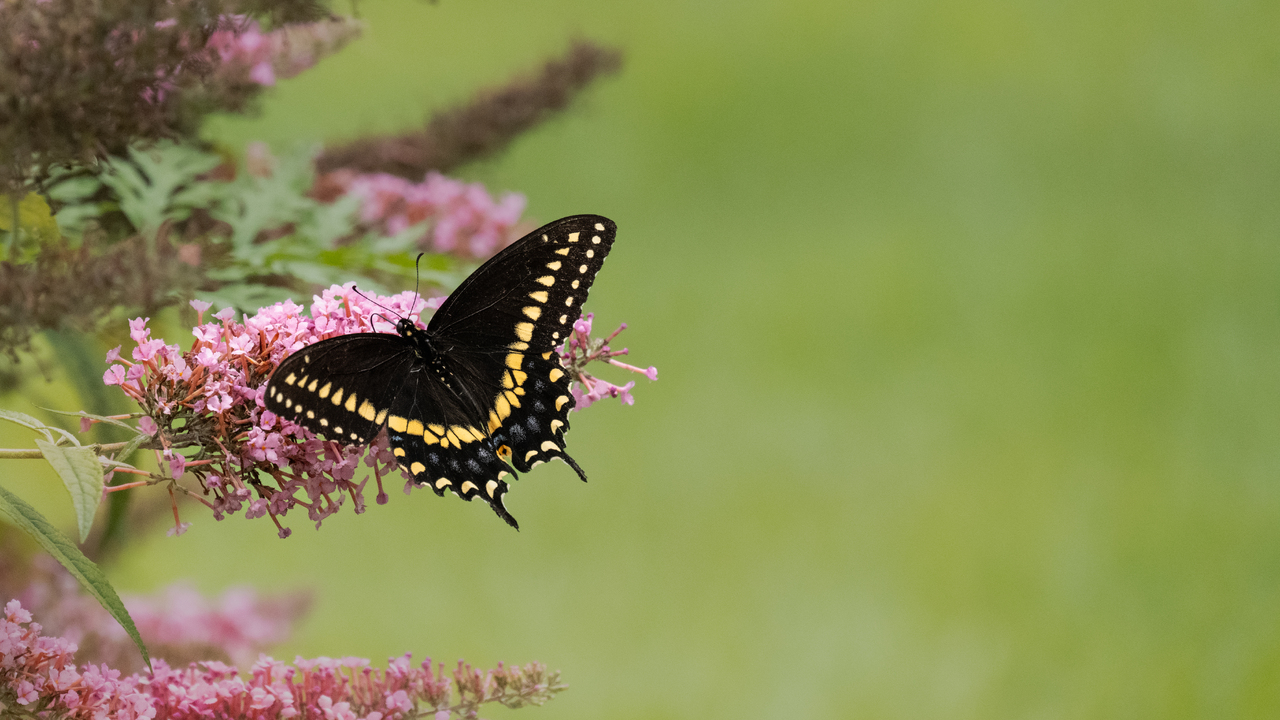 Garden Visitor