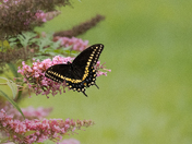 Garden Visitor