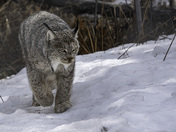 Snowshoe Ghost of the Yukon