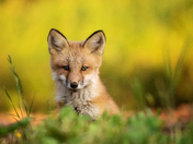 Amber Gaze 