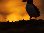 Golden Hour Sentinel