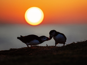 Sunset Affection