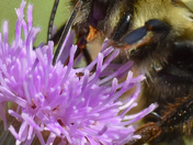 Close-up of a bumblebee's head