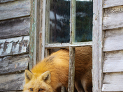 Rustic Intruder