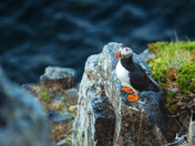 Coastal Observer