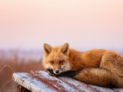 Crimson Slumber