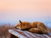 Ethereal Repose