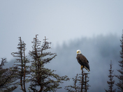 Misty Monarch