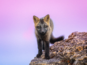 Violet Visitor