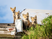Rooftop Quartet