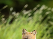 Grassy Gaze