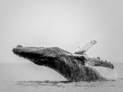 Monochrome Momentum