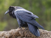 Can feathers talk?