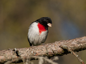 Rose breasted grosbeak 