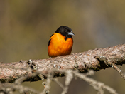 Baltimore Oriole 