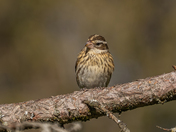 Rose breasted grosbeak female 