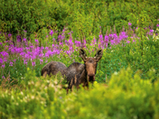 Fireweed Fawn