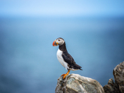 Coastal Contemplation