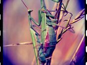 Praying Mantises on Kodachrome 25