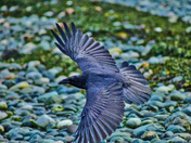 A Crow At Low Tide