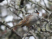 White-crowned sparrow.