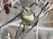 Ruby-crowned kinglet