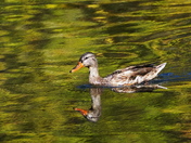 Mallard female