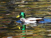Mallard male