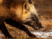 Amber Ambush