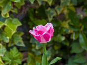 The "Flower That Once Has Blown" 