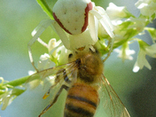 A crab spider capturing a bee