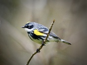 Yellow - rumped warbler