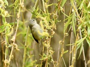 Tennessee Warbler