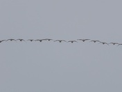 Almost a Straight Line