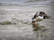 On the Run