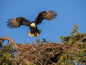 Coming In For a Landing
