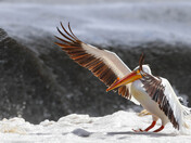 Landings