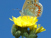 The Eastern Tailless Blue (Cupido comyntas)