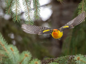 Western Tanager