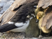  A Mother's Love