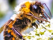 Bee