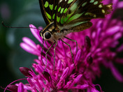 Graphium Agamemnon