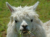 a farm-bred LAMA in full lunch!