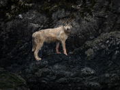 Sea Wolf 1