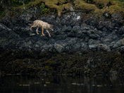 Sea Wolf 2