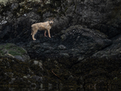 Sea Wolf 3
