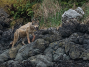 Sea Wolf 4