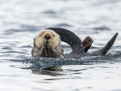 Sea Otter 
