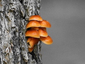 Mushroom on tree